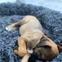Photo of Redbell   8 Week Old Bull Arab X (Trial)