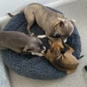 Photo of Redbell   8 Week Old Bull Arab X (Trial)