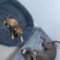 Photo of Redbell   8 Week Old Bull Arab X (Trial)