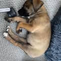 Photo of Redbell   8 Week Old Bull Arab X (Trial)