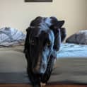 Photo of Bossy