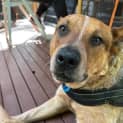 Photo of Baloo