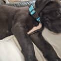 Photo of Dot 8 Week Old Bull Arab X (Hold)