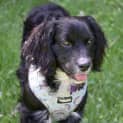 Photo of Henry