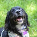 Photo of Henry