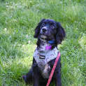 Photo of Henry