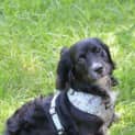 Photo of Henry