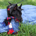 Photo of Ziggy