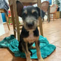 Photo of Dixie