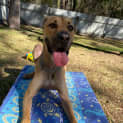 Photo of Romeo