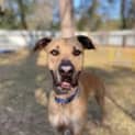 Photo of Romeo