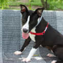 Photo of Lilly