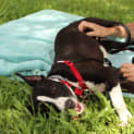Photo of Lilly