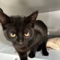 Photo of Shadow