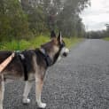 Photo of Duke