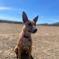 Photo of Ginger