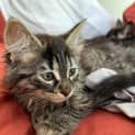 Photo of Shmi ** 2nd Chance Cat Rescue**