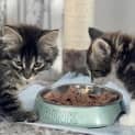 Photo of Shmi ** 2nd Chance Cat Rescue**