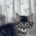 Photo of Shmi ** 2nd Chance Cat Rescue**
