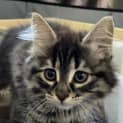 Photo of Shmi ** 2nd Chance Cat Rescue**