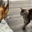 Photo of Shmi ** 2nd Chance Cat Rescue**