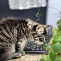 Photo of Shmi ** 2nd Chance Cat Rescue**