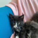Photo of Scout