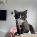 Photo of Scout
