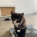 Photo of Scout