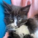 Photo of Scout