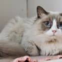 Photo of Hoshi