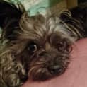 Photo of Chilli