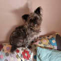 Photo of Chilli