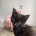 Photo of Samson