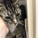 Photo of Olive