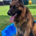 Photo of Tank