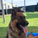 Photo of Tank