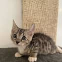Photo of Finnegan