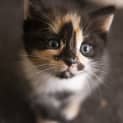 Photo of Moo Moo