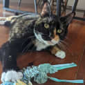 Photo of Calypso