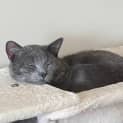 Photo of Bandit