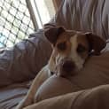 Photo of Dipper
