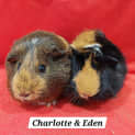 Photo of Charlotte And Eden