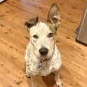 Photo of Duke   1 Year Old Cattle Dog X (Trial)