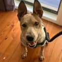 Photo of Duke   1 Year Old Cattle Dog X (Trial)