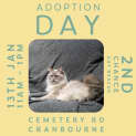 Photo of Ferris **2nd Chance Cat Rescue**