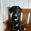 Photo of Porter