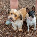 Photo of Tikka & Tigra