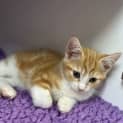 Photo of Peanut