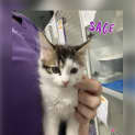 Photo of Sage
